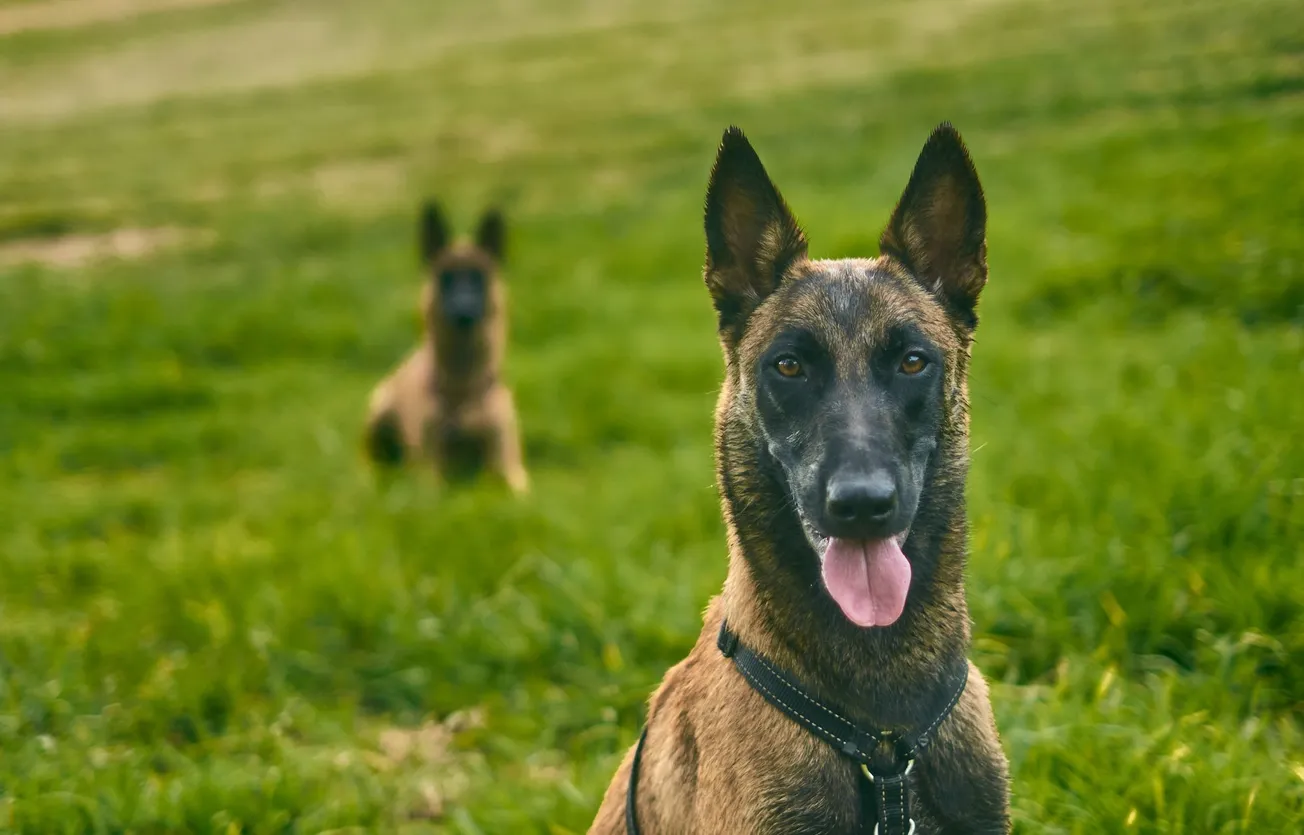 La sécurité privée aux Jeux Olympiques 2024 : L'utilisation controversée des chiens (Cynophile)